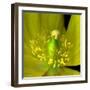 Poppy Yellow-Magda Indigo-Framed Photographic Print