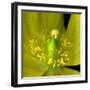 Poppy Yellow-Magda Indigo-Framed Photographic Print
