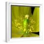 Poppy Yellow-Magda Indigo-Framed Photographic Print