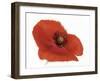 Poppy-Cédric Porchez-Framed Art Print