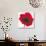 Poppy-Emma Forrester-Giclee Print displayed on a wall