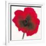 Poppy-Emma Forrester-Framed Giclee Print