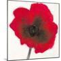 Poppy-Emma Forrester-Mounted Giclee Print