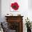 Poppy-Emma Forrester-Giclee Print displayed on a wall