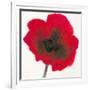 Poppy-Emma Forrester-Framed Giclee Print