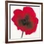 Poppy-Emma Forrester-Framed Giclee Print