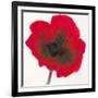 Poppy-Emma Forrester-Framed Giclee Print