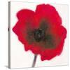 Poppy-Emma Forrester-Stretched Canvas