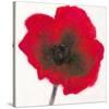 Poppy-Emma Forrester-Stretched Canvas