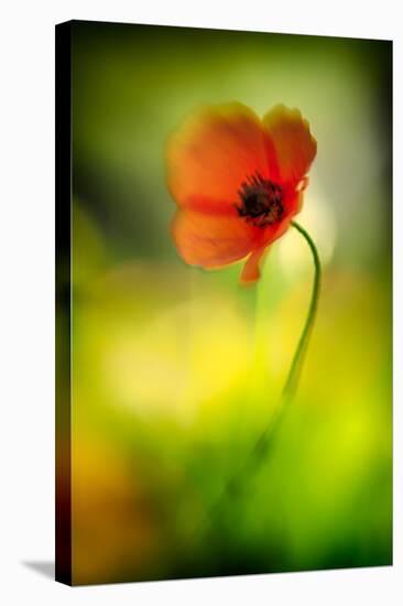 Poppy-Ursula Abresch-Stretched Canvas