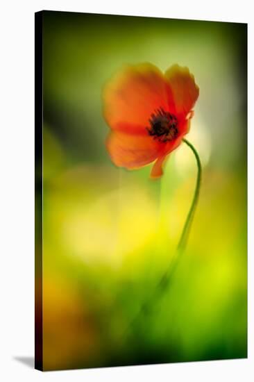 Poppy-Ursula Abresch-Stretched Canvas