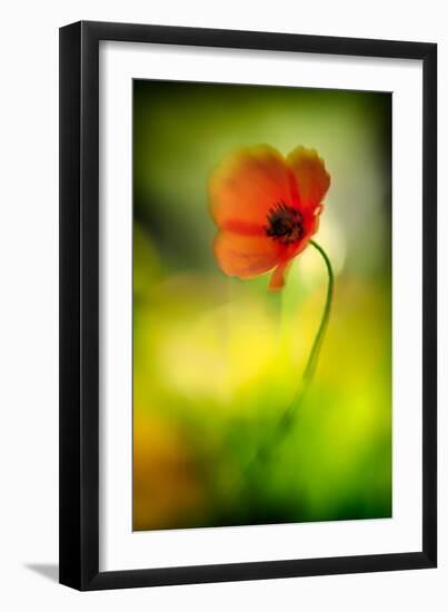 Poppy-Ursula Abresch-Framed Photographic Print