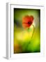 Poppy-Ursula Abresch-Framed Photographic Print