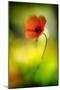 Poppy-Ursula Abresch-Mounted Photographic Print