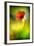 Poppy-Ursula Abresch-Framed Photographic Print