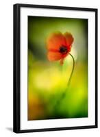 Poppy-Ursula Abresch-Framed Photographic Print