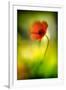 Poppy-Ursula Abresch-Framed Photographic Print