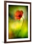 Poppy-Ursula Abresch-Framed Photographic Print