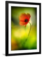 Poppy-Ursula Abresch-Framed Photographic Print