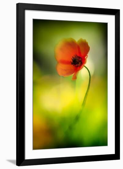 Poppy-Ursula Abresch-Framed Photographic Print