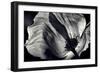 Poppy-Ursula Abresch-Framed Photographic Print