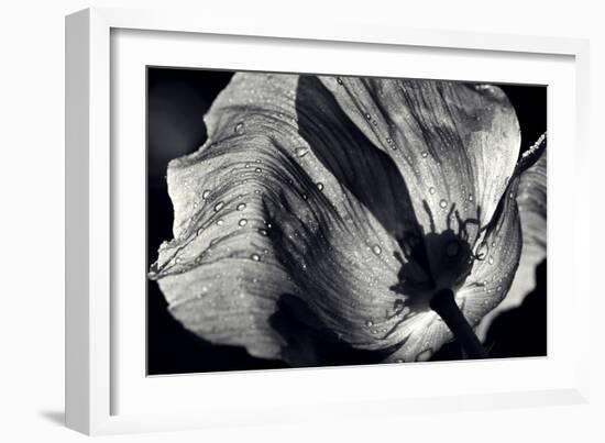 Poppy-Ursula Abresch-Framed Photographic Print