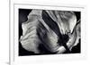 Poppy-Ursula Abresch-Framed Photographic Print