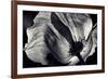 Poppy-Ursula Abresch-Framed Photographic Print