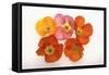 Poppy-DLILLC-Framed Stretched Canvas