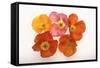 Poppy-DLILLC-Framed Stretched Canvas