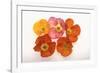 Poppy-DLILLC-Framed Photographic Print