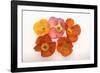 Poppy-DLILLC-Framed Photographic Print