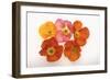 Poppy-DLILLC-Framed Photographic Print