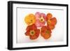 Poppy-DLILLC-Framed Photographic Print