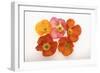 Poppy-DLILLC-Framed Photographic Print