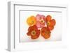 Poppy-DLILLC-Framed Photographic Print