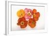 Poppy-DLILLC-Framed Photographic Print