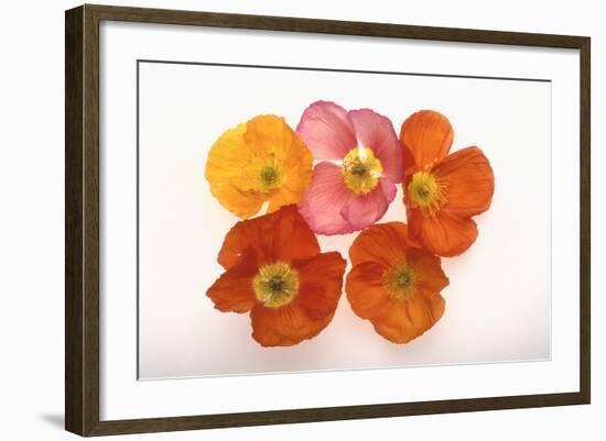 Poppy-DLILLC-Framed Photographic Print