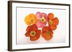 Poppy-DLILLC-Framed Photographic Print