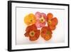 Poppy-DLILLC-Framed Photographic Print