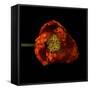 Poppy-Magda Indigo-Framed Stretched Canvas