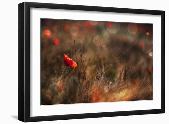 Poppy-Nicodemo Quaglia-Framed Photographic Print