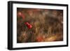 Poppy-Nicodemo Quaglia-Framed Photographic Print