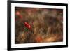 Poppy-Nicodemo Quaglia-Framed Photographic Print