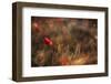 Poppy-Nicodemo Quaglia-Framed Photographic Print