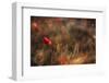 Poppy-Nicodemo Quaglia-Framed Photographic Print