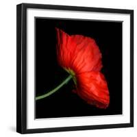 poppy-Magda Indigo-Framed Photographic Print