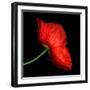 poppy-Magda Indigo-Framed Photographic Print