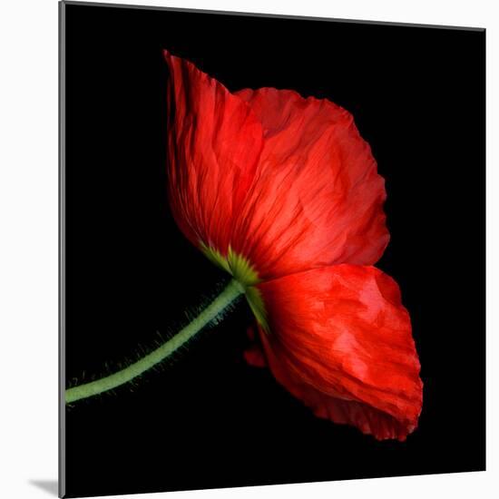 poppy-Magda Indigo-Mounted Photographic Print