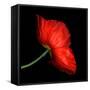 poppy-Magda Indigo-Framed Stretched Canvas